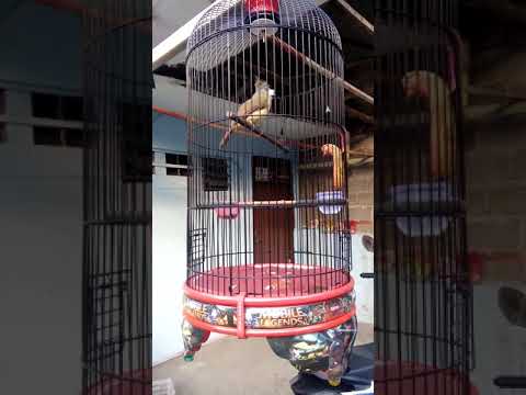 Cucak jenggot sumatra nembak rapet