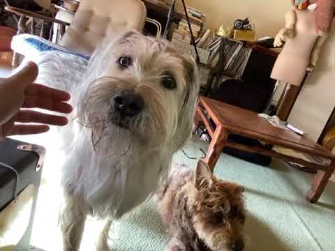 考える犬と、考えない犬