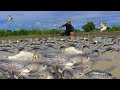 Unbelievable This Fishing And Unbelievable Find Fish - Easy Simple Fishing In Rice Field