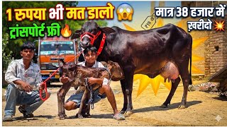 1 रुपया भी मत डालो😱 ट्रांसपोर्ट फ़्री🔥 मात्र 38 हजार में गाय ख़रीदो👌 आने जाने का किराया बिल्कुल फ़्री💥