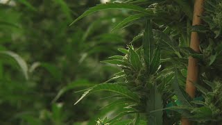 Texas Elections 2022: Denton County votes to decriminalize low-level marijuana