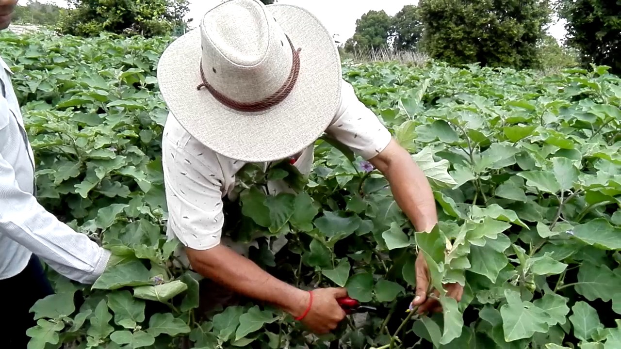 Khmer AgricultureTechnique how to increase eggplant yield YouTube