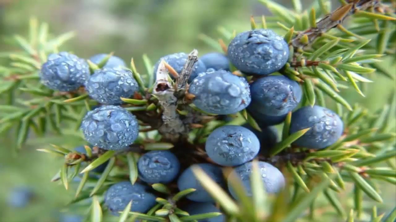 Propiedades del enebro: una planta colmada de beneficios Propiedades del enebro: una planta colmada de beneficios