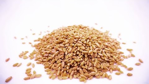 Wheat grains falling in slow motion | stock footage | stock video | Cinefootage