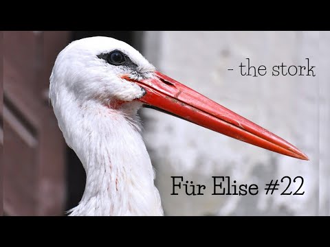 Für Elise #22 - the stork - Roy Neumann