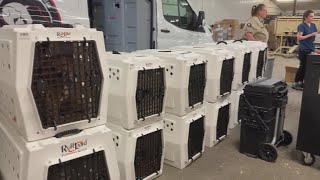 Animal shelter “disappointed” after taking in dogs from unlicensed breeder for the second time Net Worth