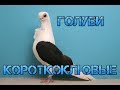 Короткоклювые породы голубей. | Голуби России