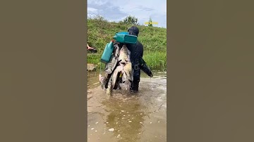 Cá Lớn - Lặn bắt Cá Rô Phi Khủng 😱 #khacthuyvlogg