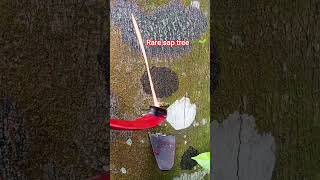 technic of cutting tree out sap #trending #asmr #fyp #getah #viralvideo