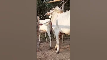 Breeding Local Cows To Increase The Number Of Cows For Locals 