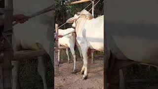 Breeding local cows to increase the number of cows for locals