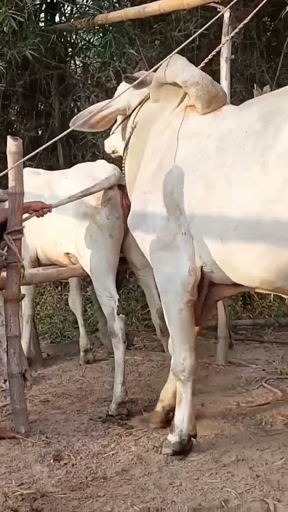 Breeding local cows to increase the number of cows for locals