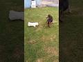 Brinca comigo mano. #filhote #filhotefofo #puppy #bichon #bichonhavanese #funny #dog #pets