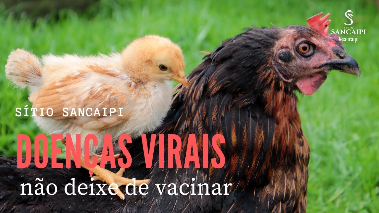 Doenças De Galinhas E Seus Sintomas - NAZAEDU