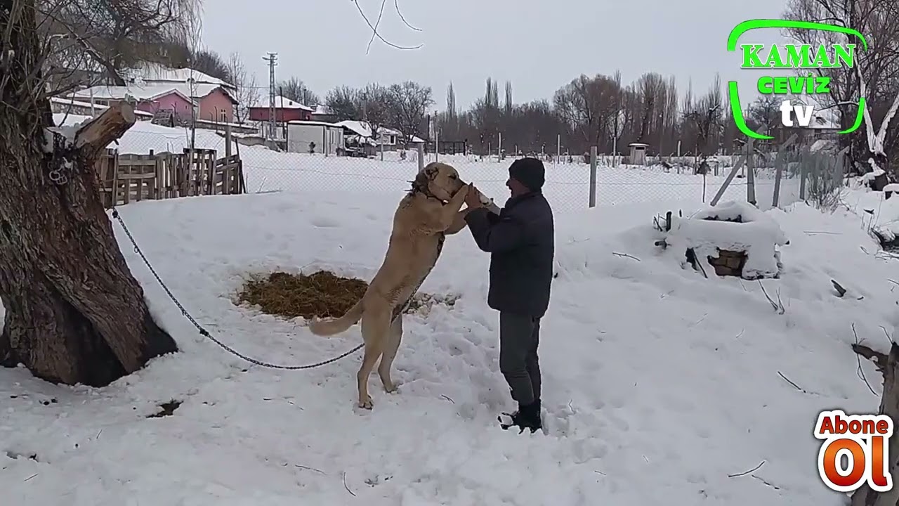 SARI ÖMERLİ KÖYÜ - KAMAN - KIRŞEHİR