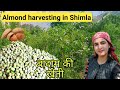 Almond harvesting in shimla hp  almond orchard  fresh from farm badam ka season vlog 100