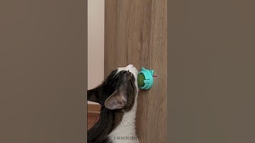 Cat Goes Crazy for Catnip Ball 🐱✨