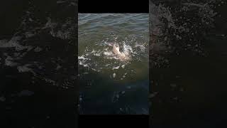 Are You Fishing This Activity?