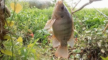 câu cá điểm huyền thoại rô phi cá dảnh giật sướng sướng tay toàn cá to không