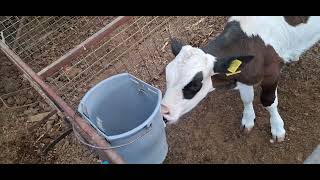 Buzaği Rasyonu Nasil Olmali-Doğduktan Büyüyene Kadar Nasil Besleme Yapilmali?