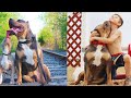 Cães Pitbull   Bulldogs Ingleses   Bulldogs Franceses   Melhor Compilação De Vídeo Sobre Cães Incr