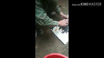 Món đặc sản của núi rừng thịt dúi nộm và tiết canh dúi