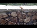 العرسة تستغيث بأمها لتنقذها !! Weasel calls mom for help