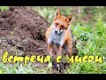 Встреча с лисой. Meeting with a fox.