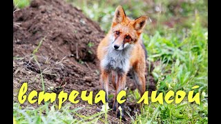 Встреча с лисой. Meeting with a fox.