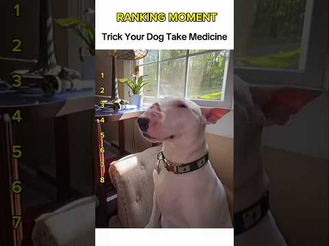 Funny Dog Refuses Medicine | Hilarious Pet Fail