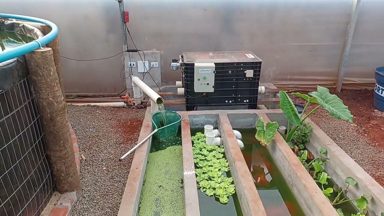2 Tanques de Peixes Com 20.000 lt. Com Filtro Rotativo e Filtro Biológico /Piscicultura e Aquaponia