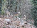 Parco faunistico Natura Viva Bussolengo