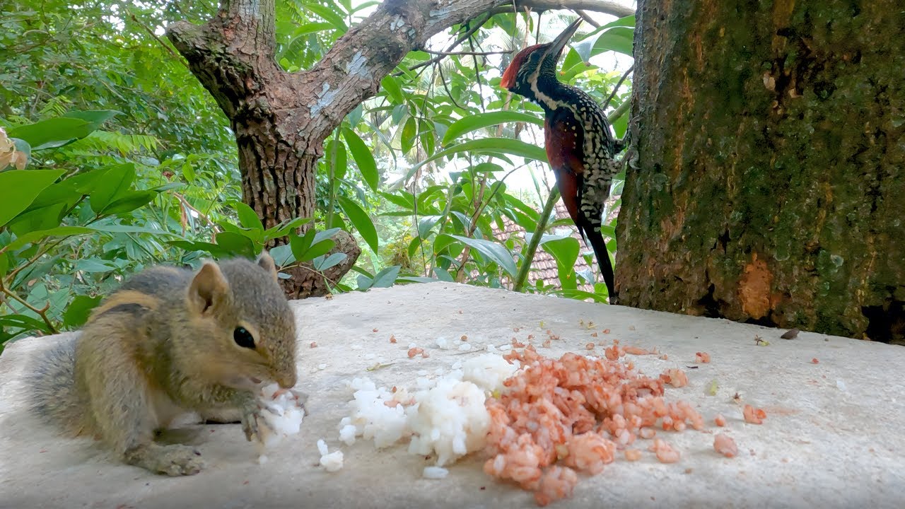 Squirrels and Birds Eating Rice | Relaxing Animals - YouTube