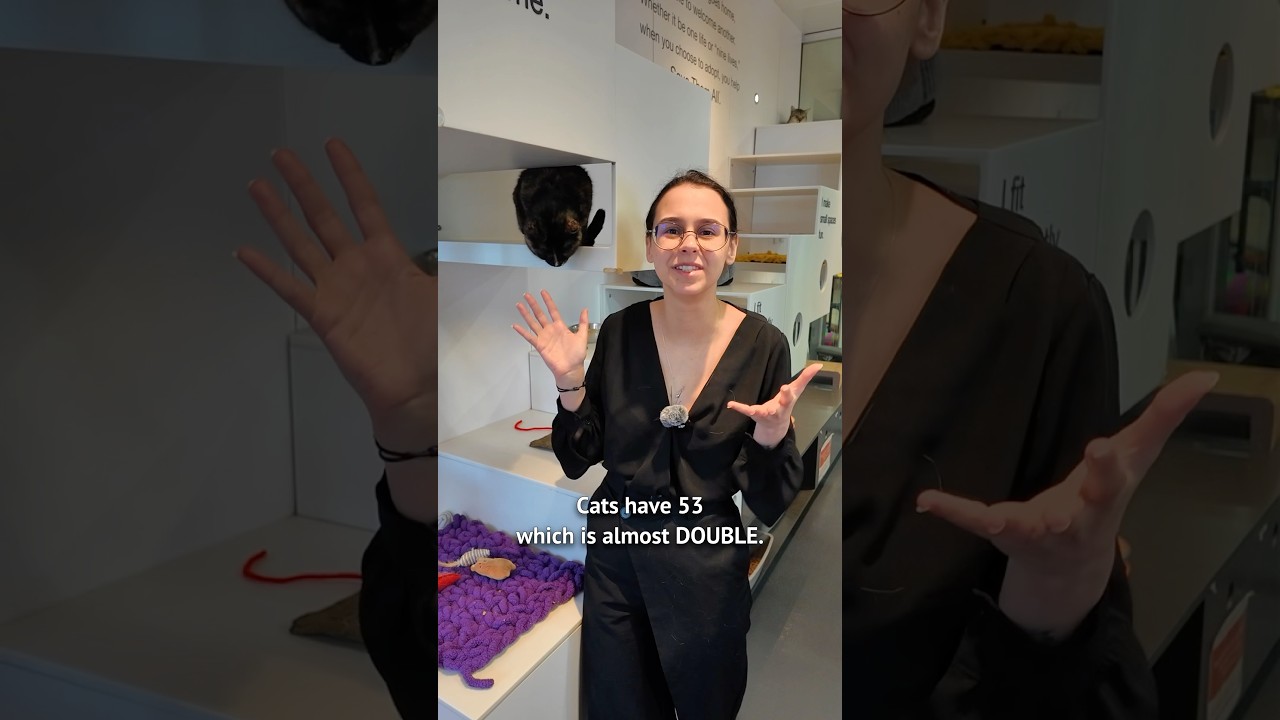 Изучаем анатомию кошки и человека