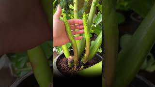 گیاه زامیفولیا سبز غول پیکر 4 ساله (گیاه زاموفیلیا، گیاه زاموفولیا، گیاه زاموفیلیا )
