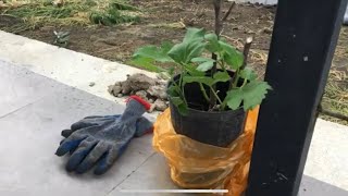 МАМА УПАЛА 😱😰Беженка из Херсона высаживает деревья 🌳 Жизнь в новом доме полным ходом. #анапа