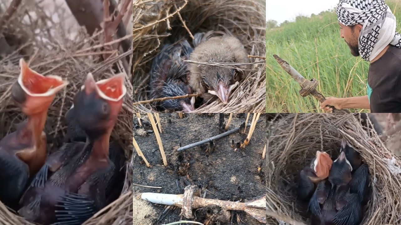 مغامره البحث عن افراخ البلابل العراقية والبلابل الروسيه (+عثرنا على مخلفات حربيه 2024