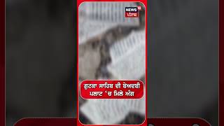 ਗੁਟਕਾ ਸਾਹਿਬ ਦੀ ਬੇਅਦਬੀ, ਪਲਾਟ ‘ਚ ਮਿਲੇ ਅੰਗ| Shorts | N18S