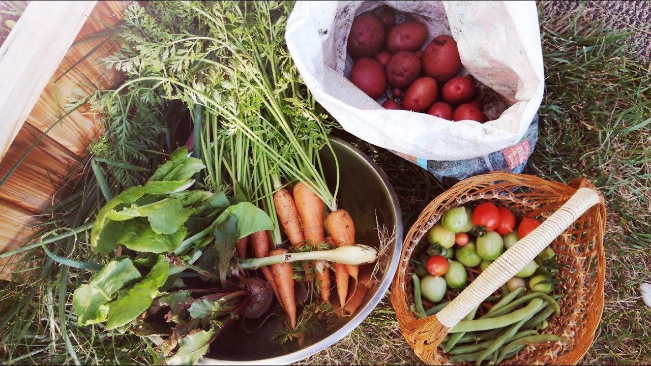 Urban backyard garden harvest zone 4 Alberta