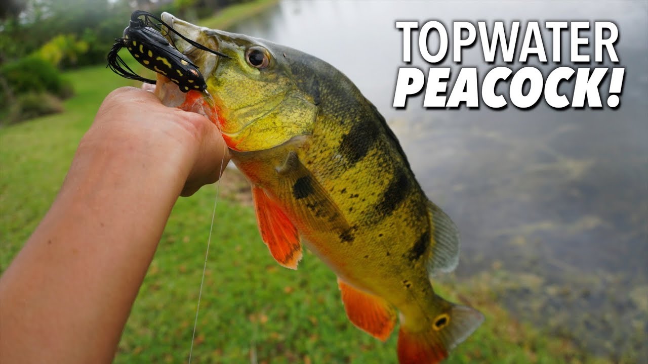 best daiwas spinning reel for the money Daiwa