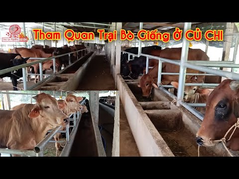 |83| Tham Quan Trang Trại Bò Giống Ở Củ Chi | Visiting Cow Breeding Farm | Tôi Là Người Củ Chi