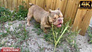 I Hate This Sh*t about dog breeding…