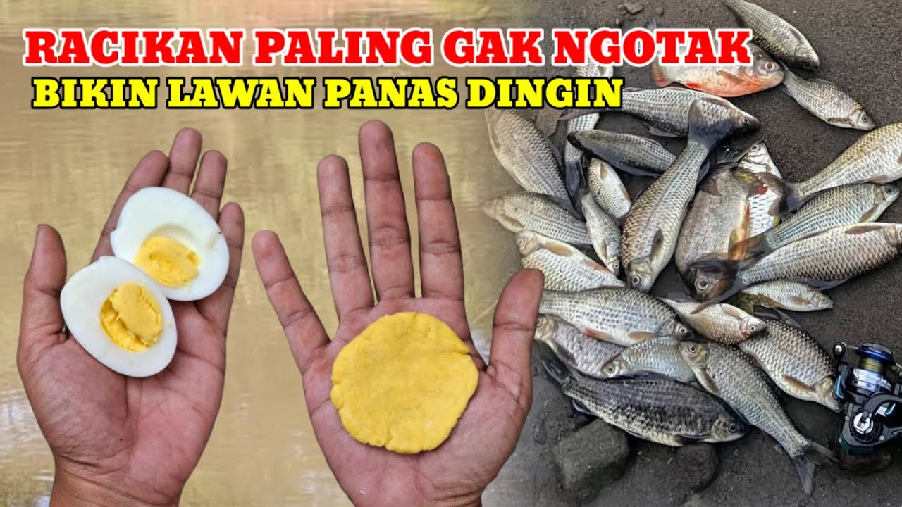 UMPAN RAMPOK‼️SEKALI PAKAI IKANNYA LANGSUNG PUNAH