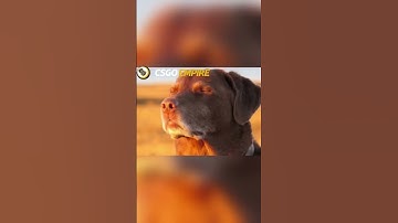 Did he clutch this? #csgo #csgoclips #csgohighlights #csgomemes