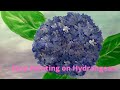 How to paint easy Hydrangeas with acrylic for Beginners