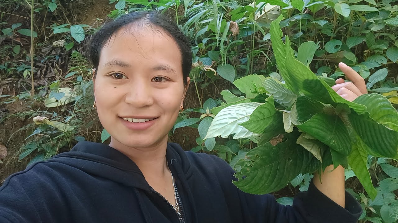 Plucking Organic vegetables from jungle 🥬🥦l Arunachal Pradesh 🇮🇳