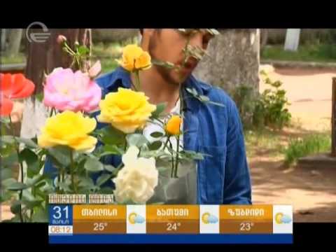 ვარდი - მოვლა და გადარგვა /ვარდის სახლი - House Of Roses