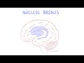 Núcleos Basales (Ganglios basales) - Anatomía y fisiología