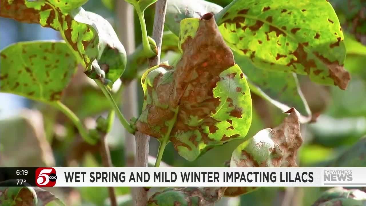Wet spring, mild winter impacting lilac bushes