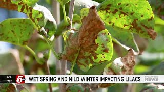 Wet Spring, Mild Winter Impacting Lilac Bushes